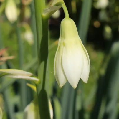 Litoška - Galtonia candicans - cibule litošky - 1 ks