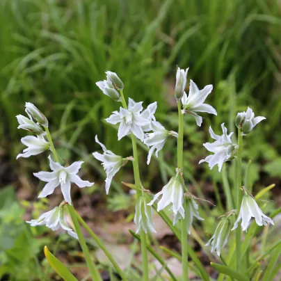Snědek nicí - Ornithogalum nutans - cibule snědku - 3 ks