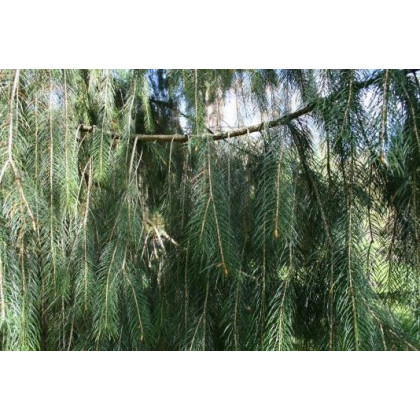 Smrk himalájský- Picea smithiana- semena smrku- 8 ks