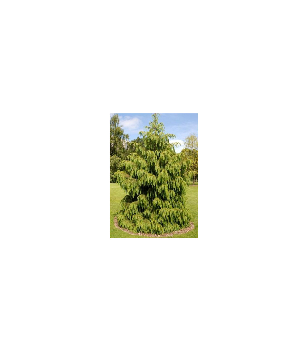 Smrk himalájský- Picea smithiana- semena smrku- 8 ks
