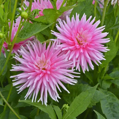 Jiřinka Princess - Dahlia - hlízy jiřinek - 1 ks