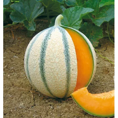 Meloun cukrový Anasta F1 - Cucumis melo - osivo melounu - 6 ks