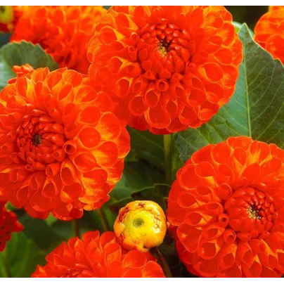 Jiřinka New Baby - Dahlia - hlízy jiřinek - 1 ks