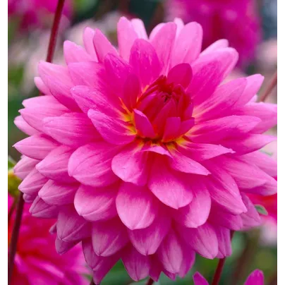 Jiřinka Rosella - Dahlia - hlízy jiřinek - 1 ks