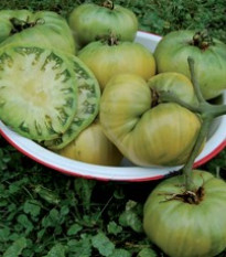 Rajče Teta - Solanum lycopersicum - osivo rajčat - 6 ks