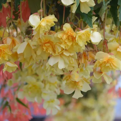 Begonie Cascade převislá žlutá - Begonia - hlízy begónií - 2 ks