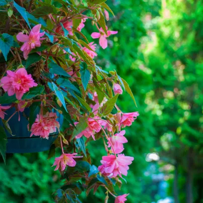 Begonie Cascade převislá růžová - Begonia - hlízy begónií - 2 ks