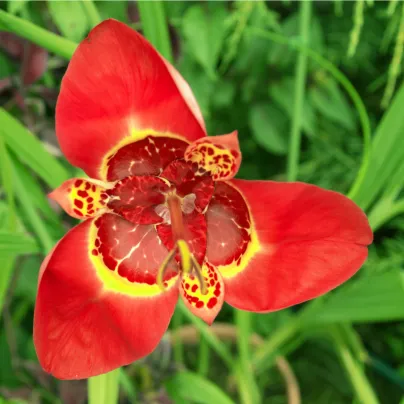 Tygřice červená Speciosa - Tigridia - hlízy tygřice - 4 ks