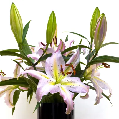 Lilie Mona Lisa - Lilium - cibule lilií - 1 ks