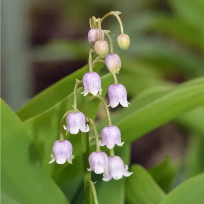 Konvalinka vonná růžová - Convallaria majalis - hlízy konvalinky - 1 ks