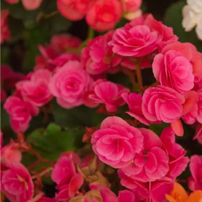 Begonie drobnokvětá růžová - Begonia multiflora maxima - hlízy begónií - 2 ks