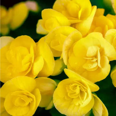 Begonie drobnokvětá žlutá - Begonia multiflora maxima - hlízy begónií - 2 ks