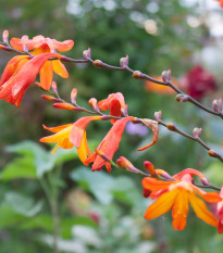Montbrécie Meteor - Crocosmia - hlízy montbrécie - 4 ks