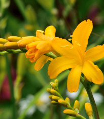 Montbrécie George Davidson  - Crocosmia - hlízy montbrécie - 4 ks