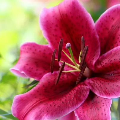Lilie Bernini - Lilium - cibule lilií - 1 ks
