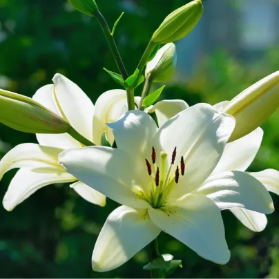Lilie Canova - Lilium - cibule lilií - 1 ks