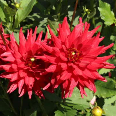 Jiřinka Pigmy červená - Dahlia - hlízy jiřinek - 1 ks