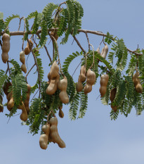 Tamarind indický - Tamarindus indica - osivo tamarindu - 5 ks