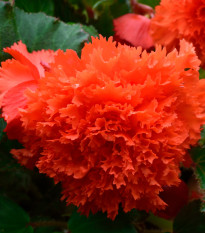 Begonie oranžová třepenitá - Begonia fimbriata - cibule begónie - 2 ks