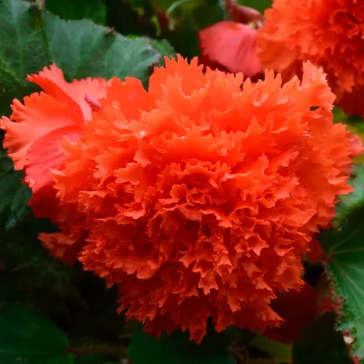 Begonie oranžová třepenitá - Begonia fimbriata - cibule begónie - 2 ks