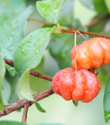 Surimajská třešeň - Martej jednokvětá - Eugenia Uniflora - osivo surimajské třešně - 2 ks