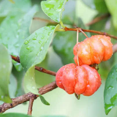 Surimajská třešeň - Martej jednokvětá - Eugenia Uniflora - osivo třešně - 2 ks