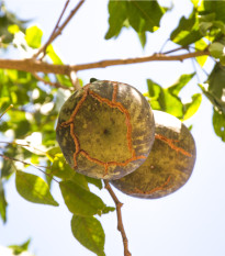 Oslizák líbezný - Aegle marmelos - osivo oslizáku - 3 ks