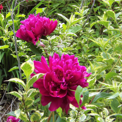 Pivoňka Karl Rosenfield - Paeonia lactiflora - hlízy pivoněk - 1 ks