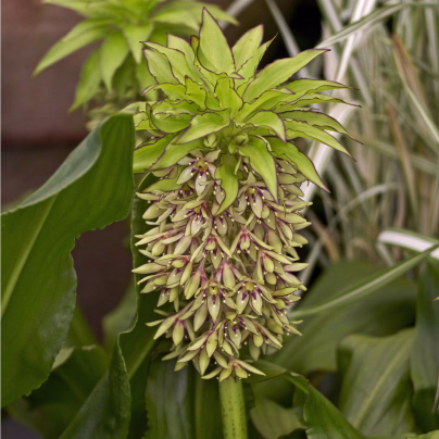 Chocholatice - Eucomis bicolor - cibule chocholatice - 1 ks