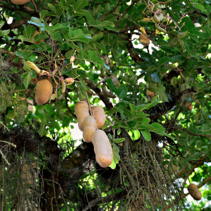 Kigélie - Salámový strom - Kigelia africana - osivo kigélie - 4 ks