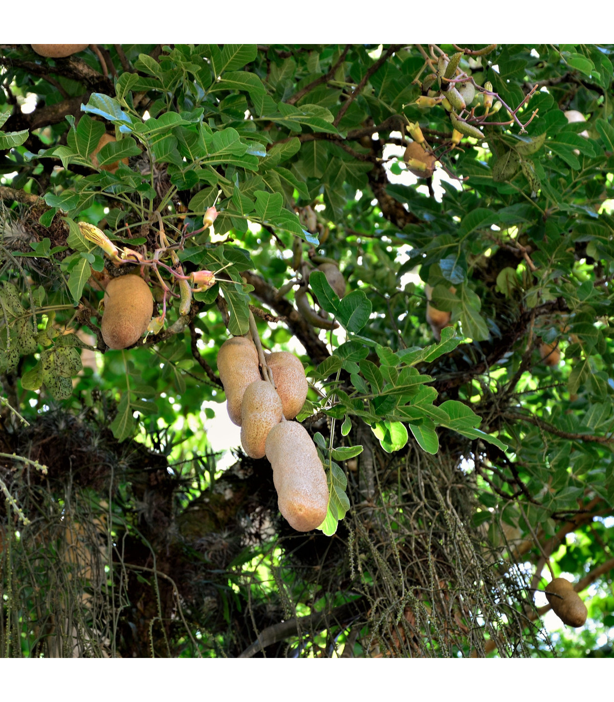 Kigélie - Salámový strom - Kigelia africana - osivo kigélie - 4 ks