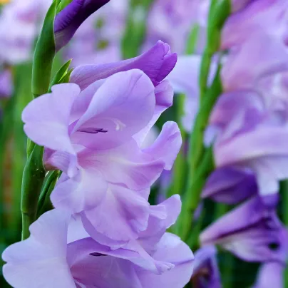 Gladiol modrý Tropic - Gladiolus - hlízy gladiol - 3 ks