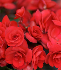 Drobnokvětá begonie červená - Begonia multiflora maxima - hlízy begónií - 2 ks