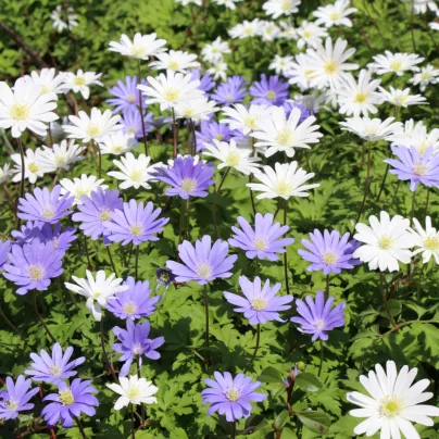 Sasanka vábná směs barev - Anemone blanda - hlízy sasanky - 3 ks
