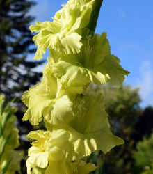 Gladiol Green star - Gladiolus - cibule mečíků - 3 ks