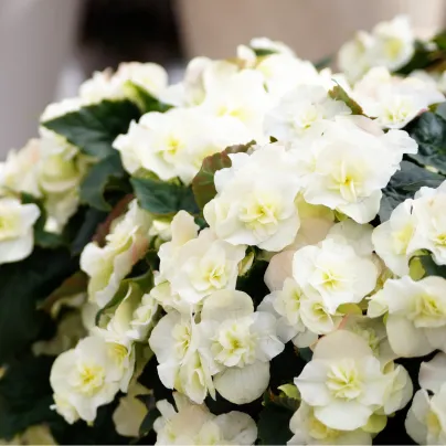 Begonie Cascade převislá bílá - Begonia - hlízy begónií - 2 ks