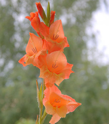 Gladiol Ovatie - Gladiolus - hlízy gladiol - 3 ks
