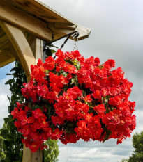 Begonie plnokvětá červená - Begonia pendula - cibule begonie - 2 ks
