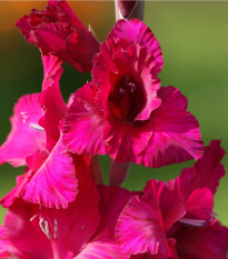 Gladiol Plum Tart - Gladiolus - hlízy gladiol - 3 ks