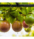 Mučenka jedlá - Maracuja - Passiflora edulus - osivo mučenky - 5 ks