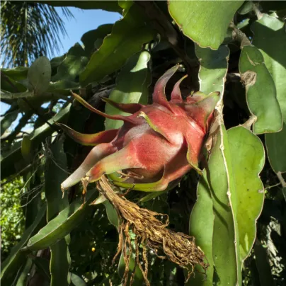 Pithaya červená - Hylocereus costaricensis - osivo pitaji - 4 ks