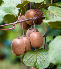 Kiwi čínské - Aktinidie - Actinidia chinensis - osivo kiwi - 5 ks