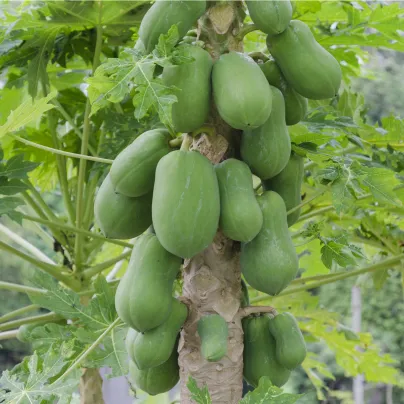 Papája melounová - Carica papaya - osivo papáji - 4 ks