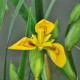 Kosatec síťkovaný Danforda - Iris reticulata - cibule kosatců - 3 ks