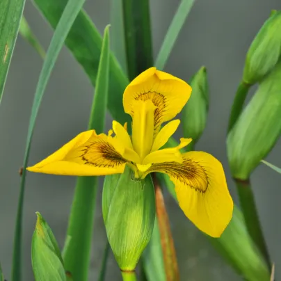 Kosatec síťkovaný Danforda - Iris reticulata - cibulky kosatců - 3 ks