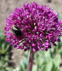 Česnek okrasný - Allium aflatunense - cibule česneků - 3 ks