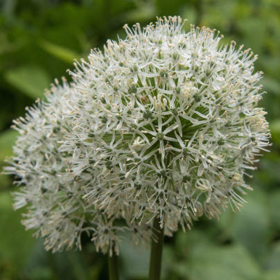 Česnek Mount Everest - Allium - cibule česneků - 1 ks