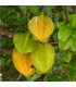 Karambola Bilimbi - Okurkový strom - Averrhoa carambola - osivo karamboly - 5 ks