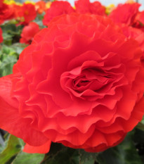 Begonie červená třepenitá - Begonia fimbriata - cibule begónie - 2 ks