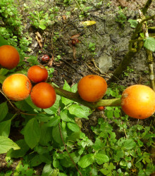Solanum sessiliflorum - osivo solanum - 10 ks